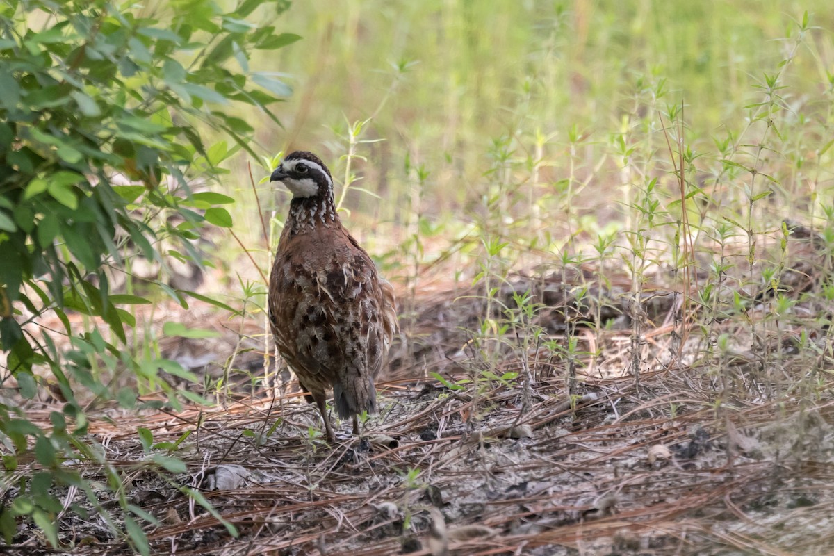 Northern Bobwhite - ML91600931