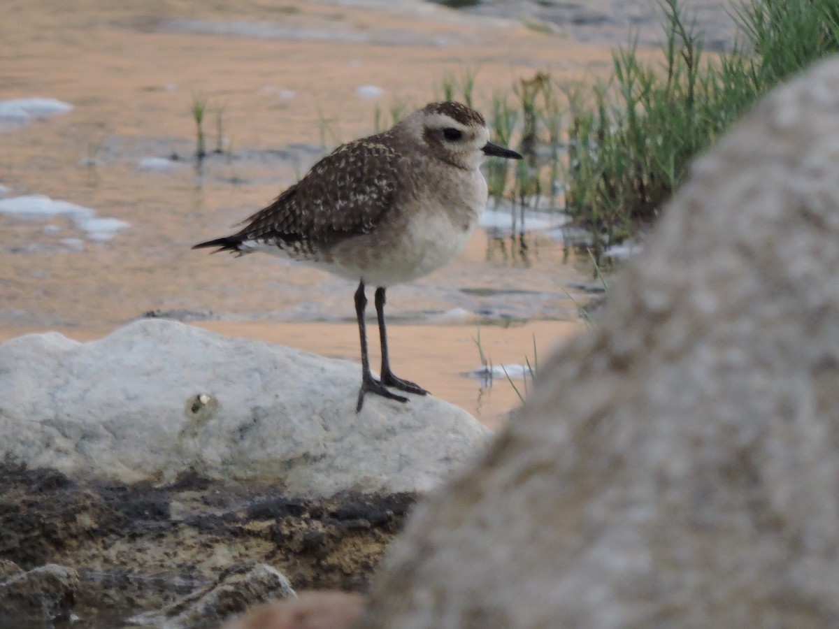 Black-bellied Plover - ML91601501