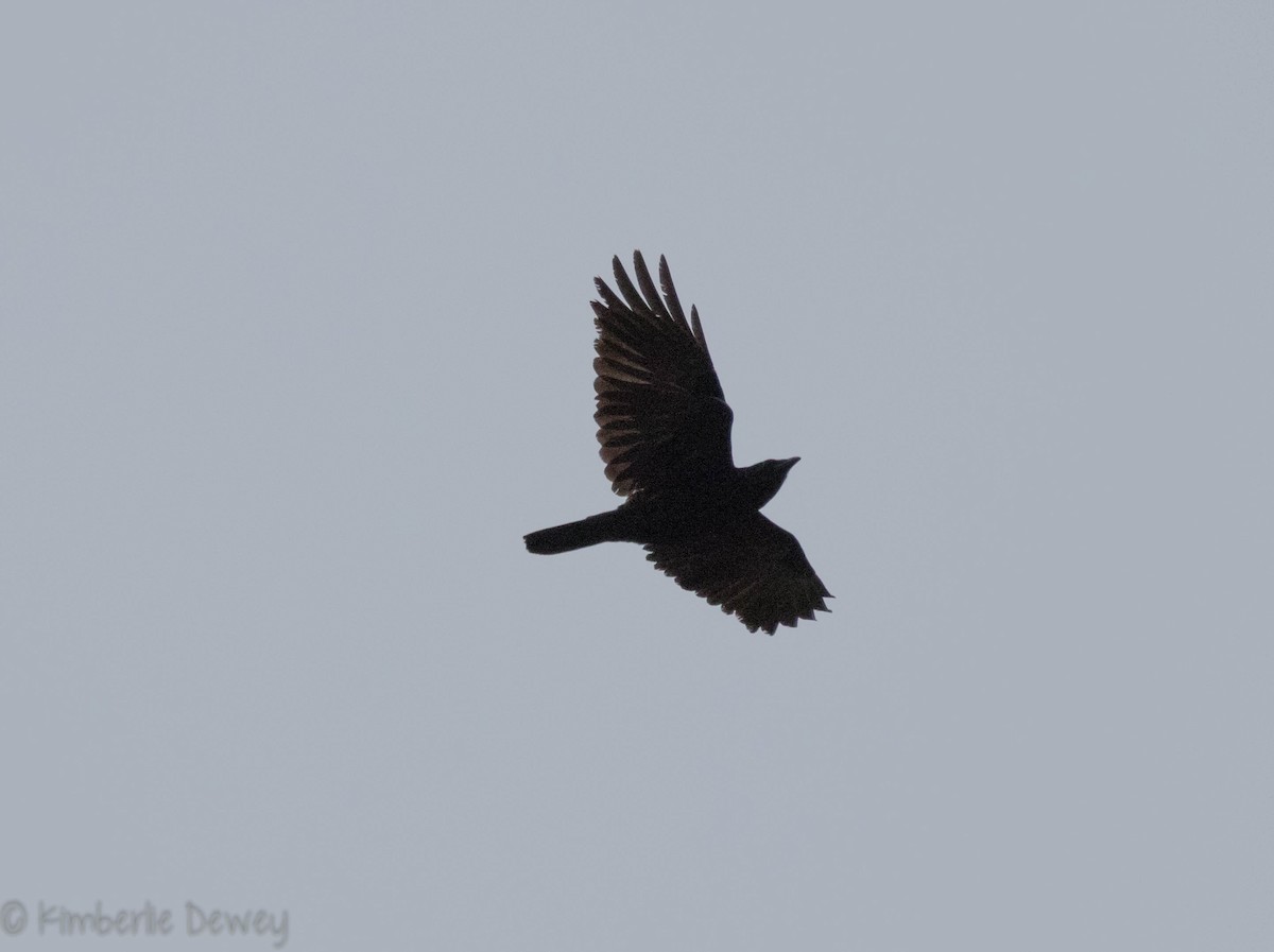 Fish Crow - ML91601561