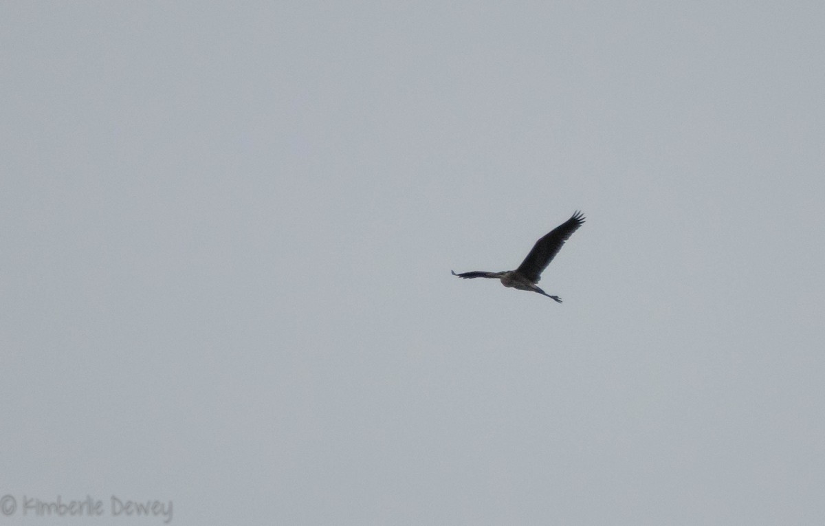 Great Blue Heron - ML91601671