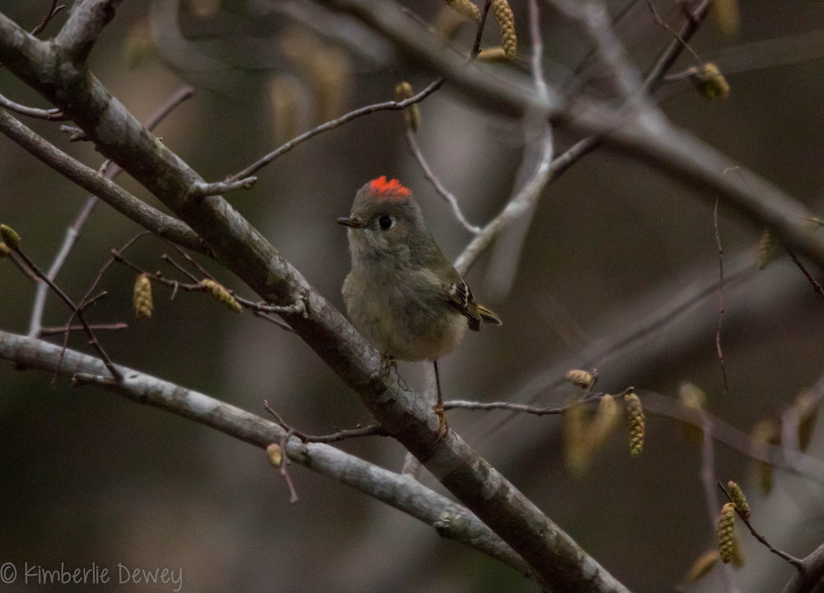 Ruby-crowned Kinglet - ML91601801