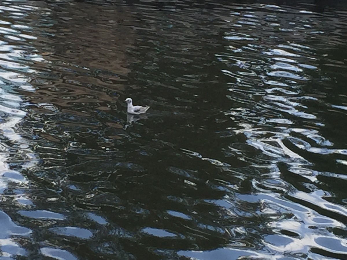 Bonaparte's Gull - ML91602581