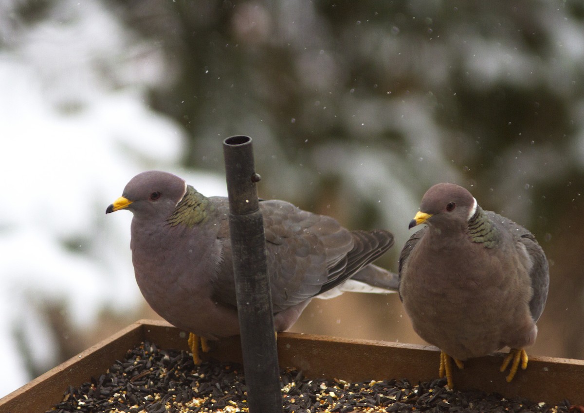 Band-tailed Pigeon - Richard Bunn