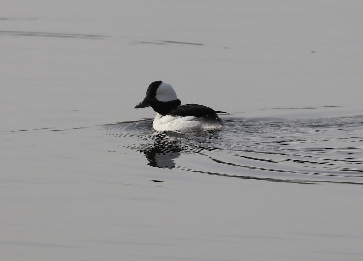 עבראש לבנוני - ML91603731