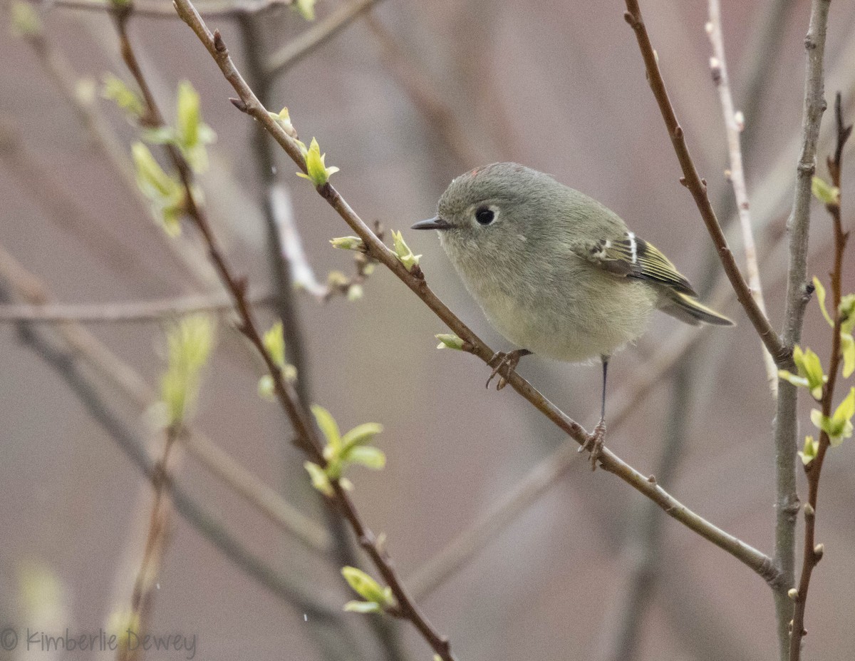 Ruby-crowned Kinglet - Kimberlie Dewey