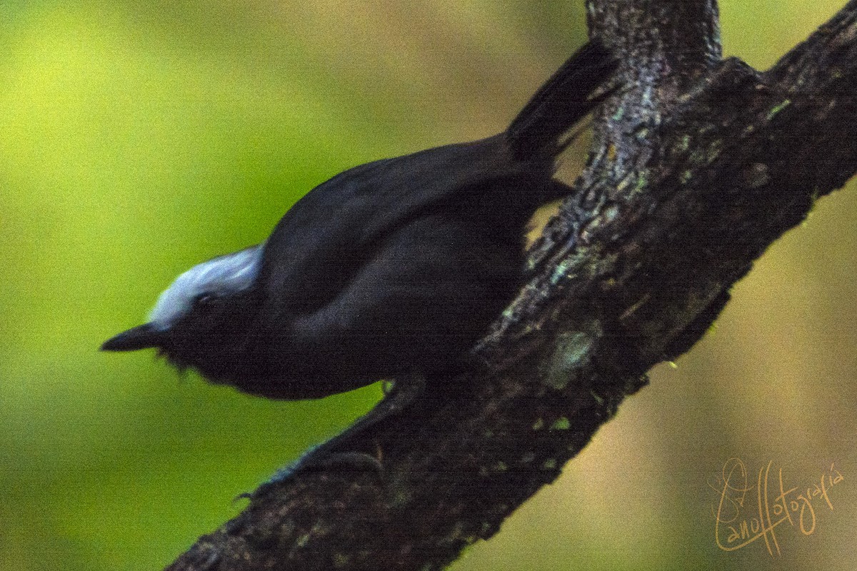 White-browed Antbird - ML91604661