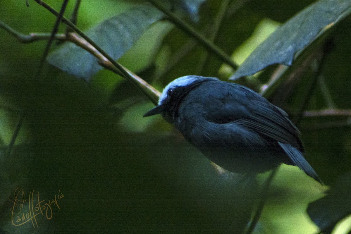 White-browed Antbird - ML91604671