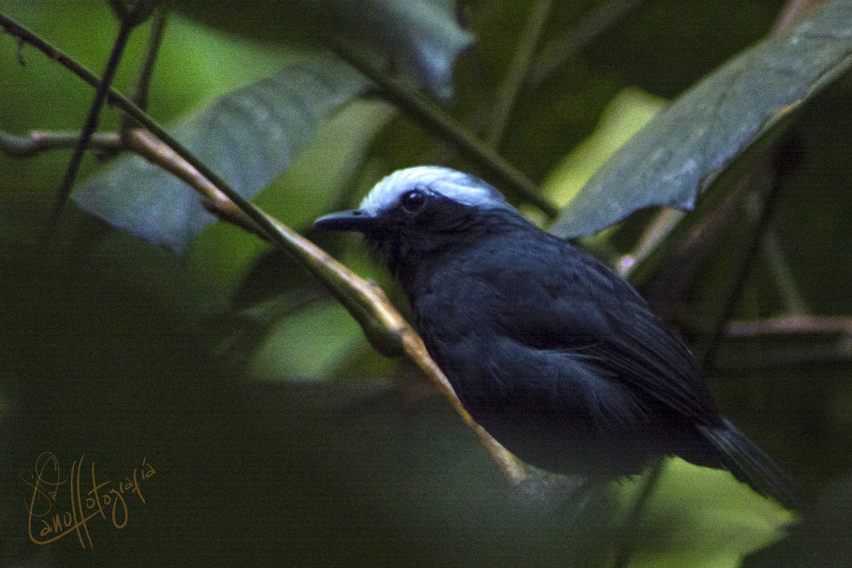 White-browed Antbird - ML91604681