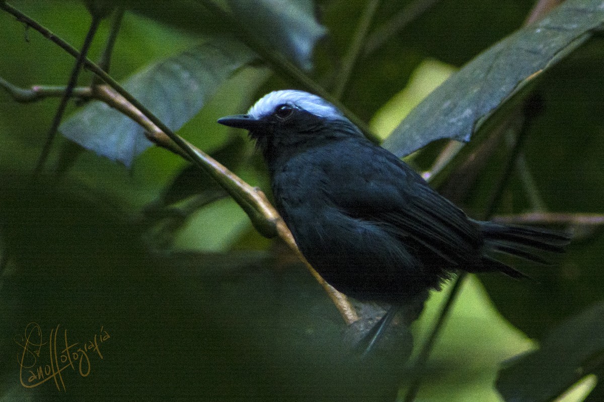 White-browed Antbird - ML91604691