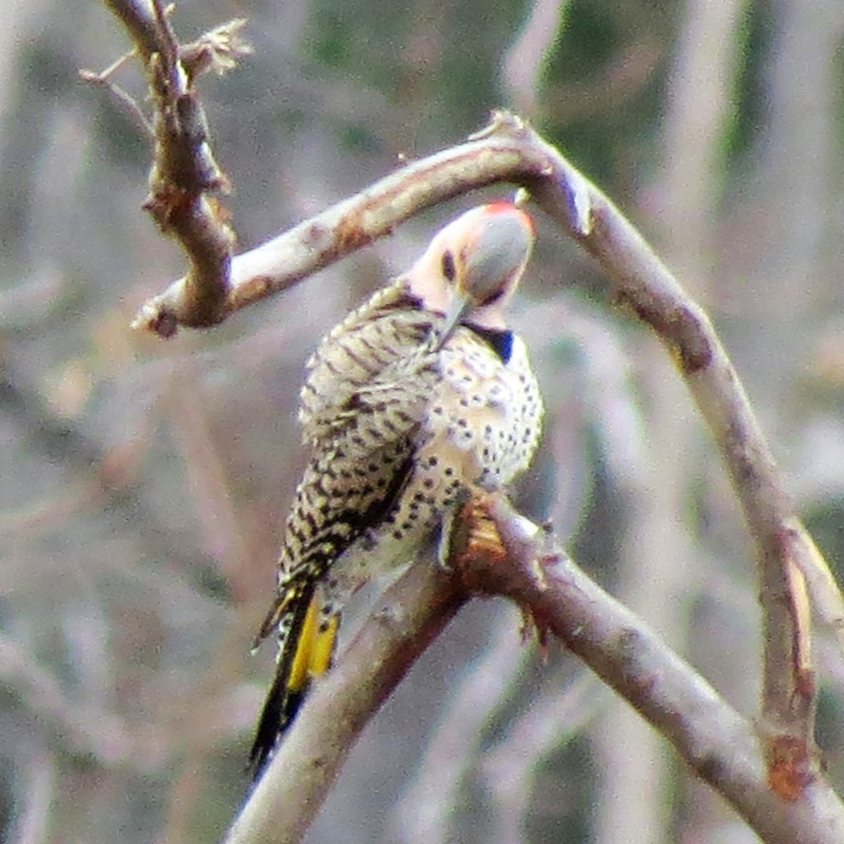 Northern Flicker - ML91605931