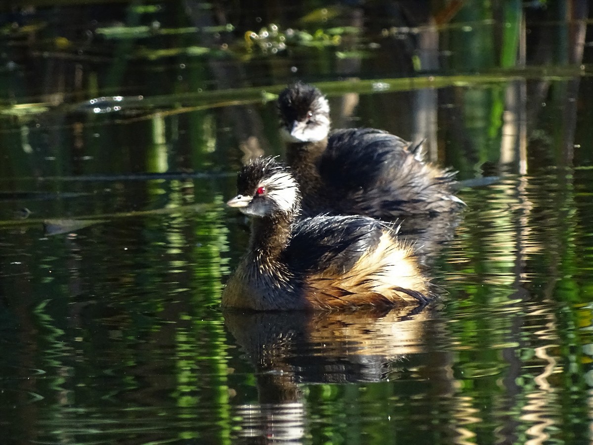 White-tufted Grebe - ML91606151