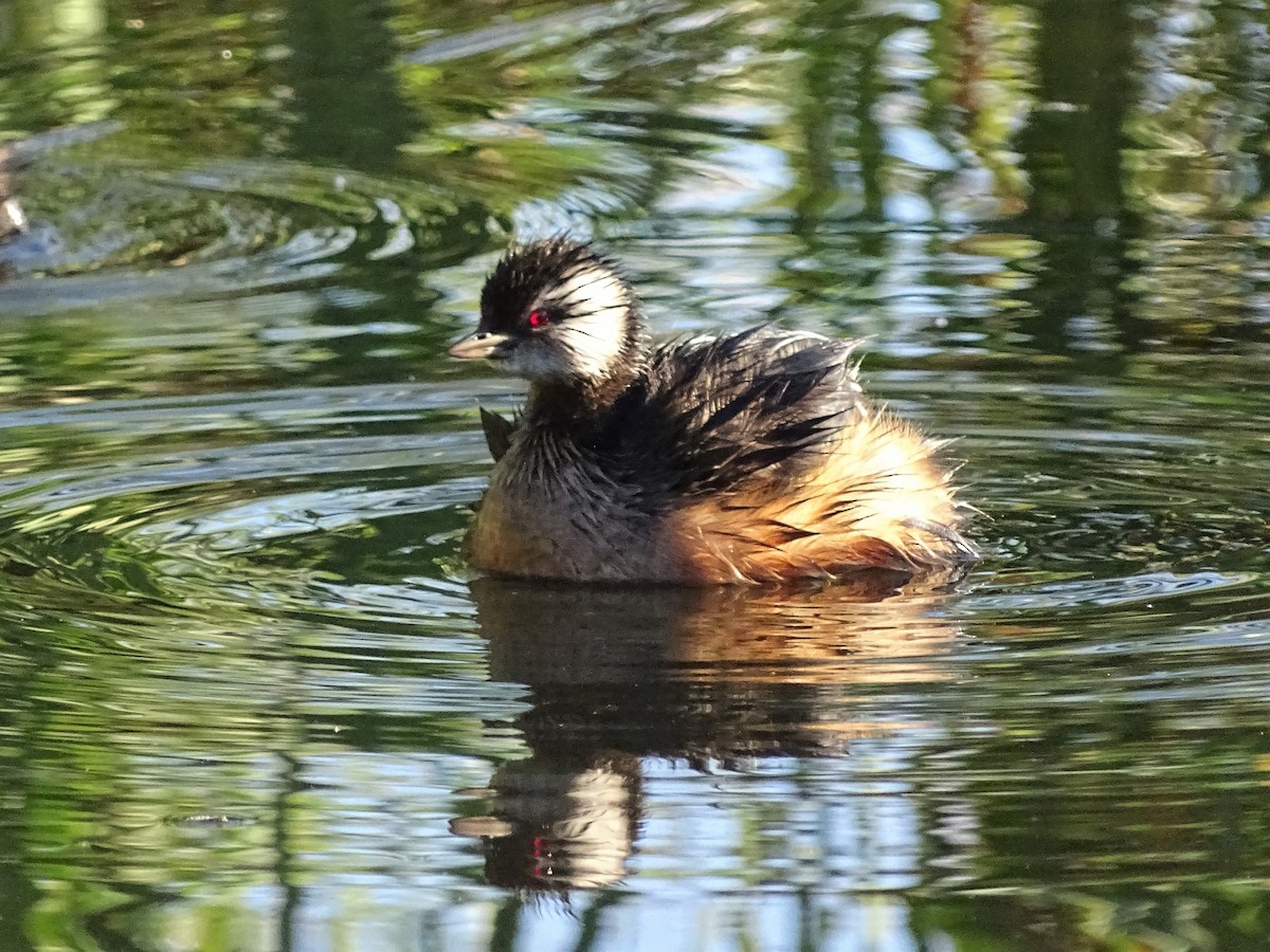 White-tufted Grebe - ML91606241