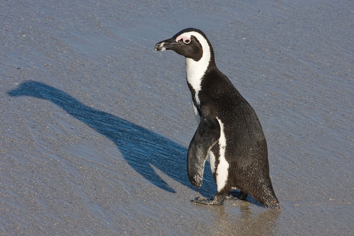 African Penguin - Eric VanderWerf