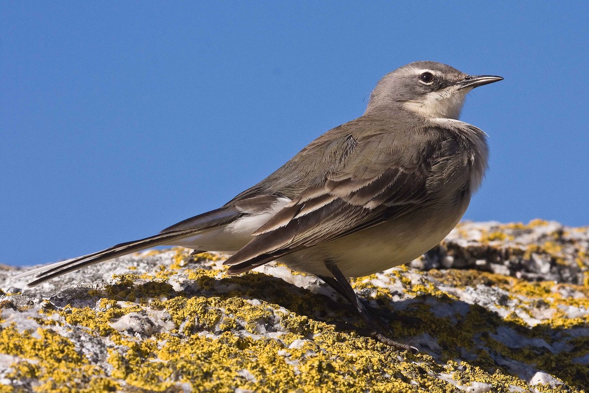 Cape Wagtail - Eric VanderWerf