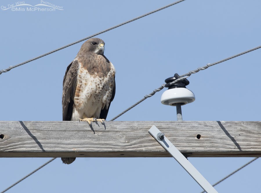 Swainson's Hawk - ML91611481