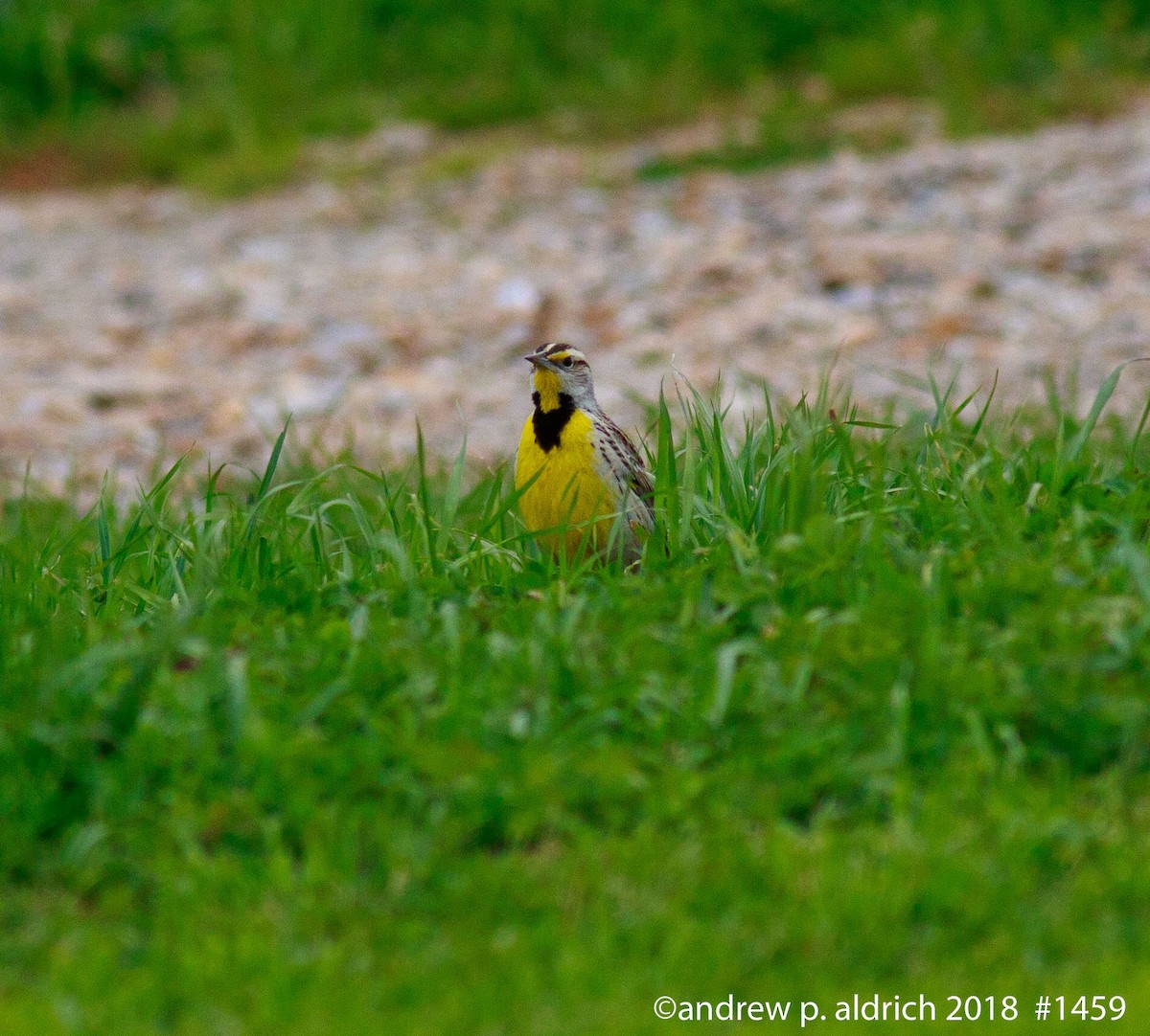 Eastern Meadowlark - ML91612191