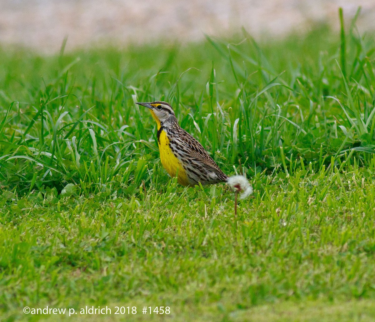 Eastern Meadowlark - ML91612201