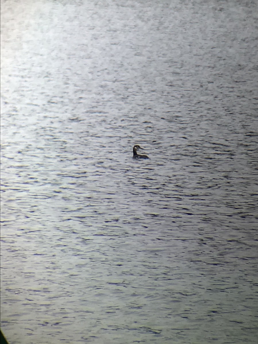 Red-necked Grebe - ML91615511
