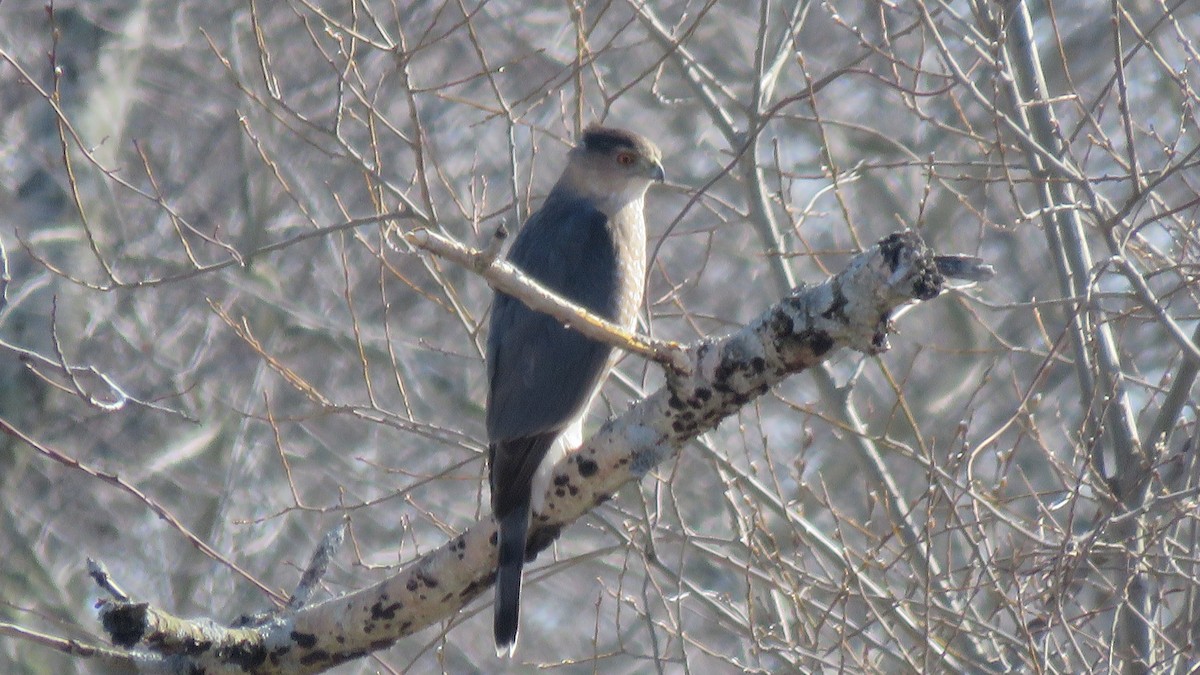 Cooper's Hawk - ML91615941