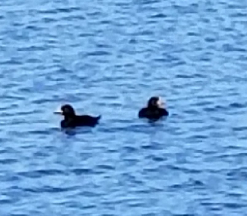 Black Scoter - ML91616671