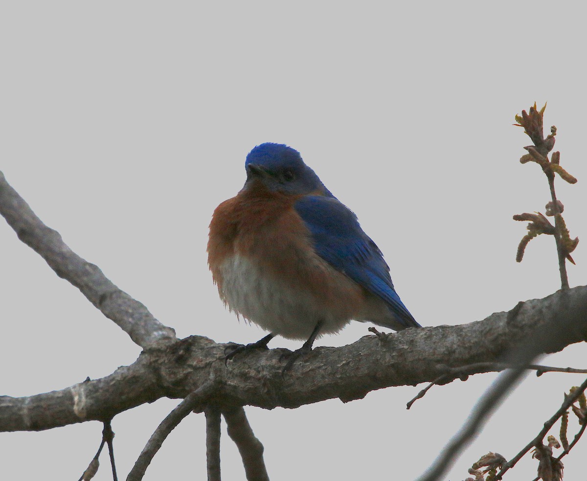 Eastern Bluebird - ML91617291