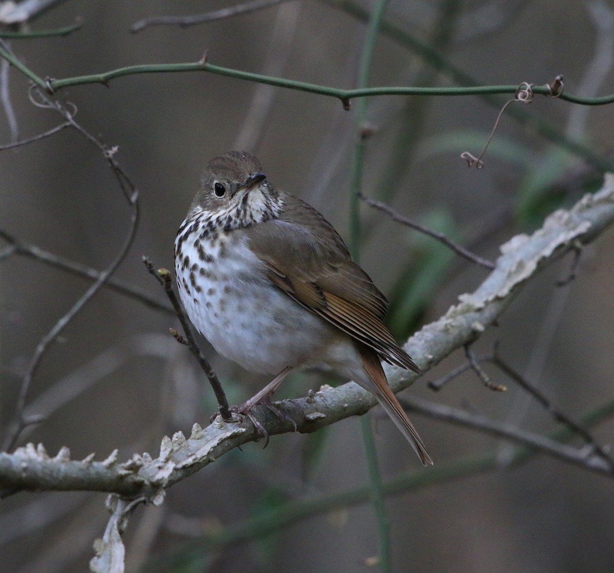 Hermit Thrush - ML91617361