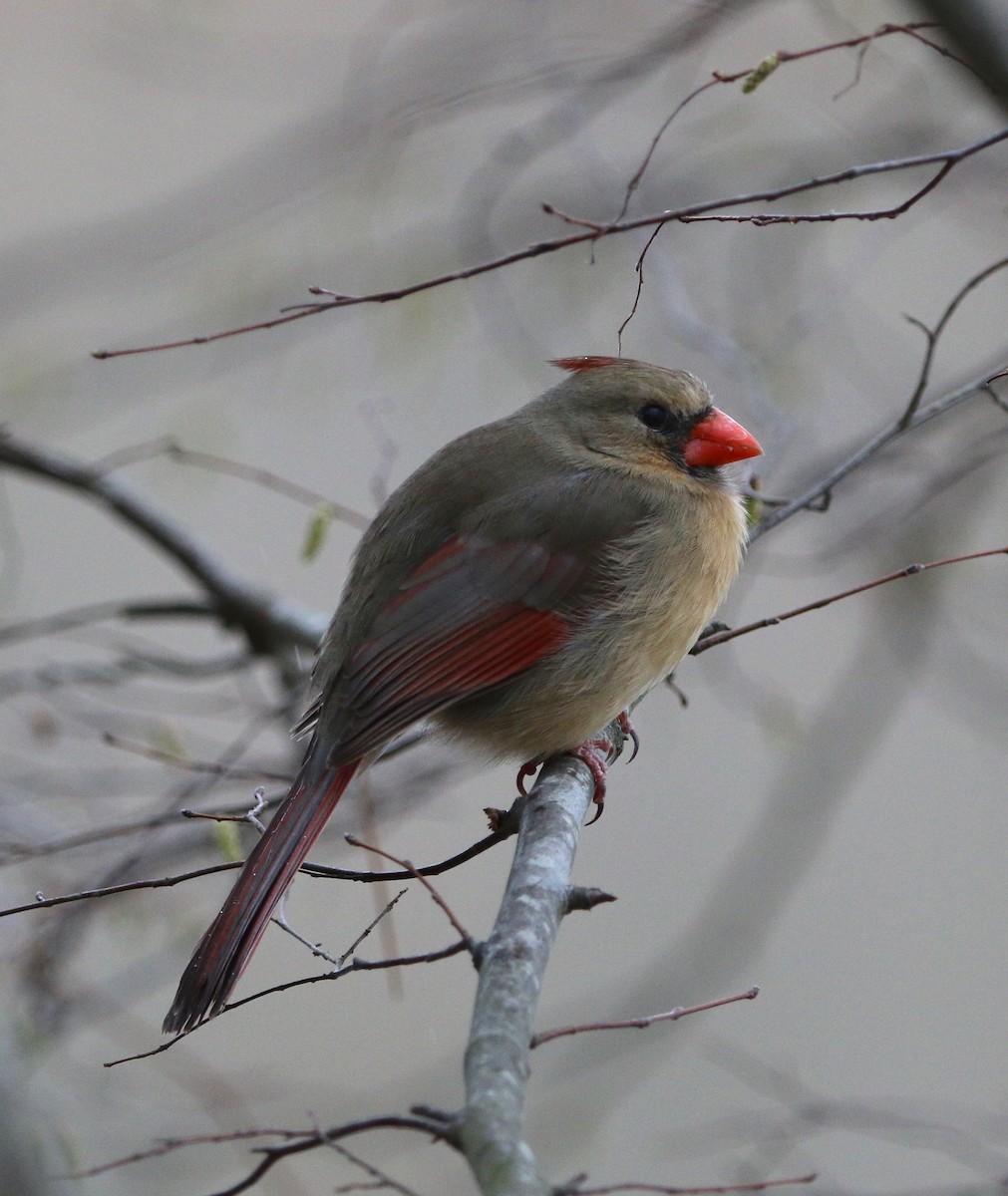 Northern Cardinal - ML91617501