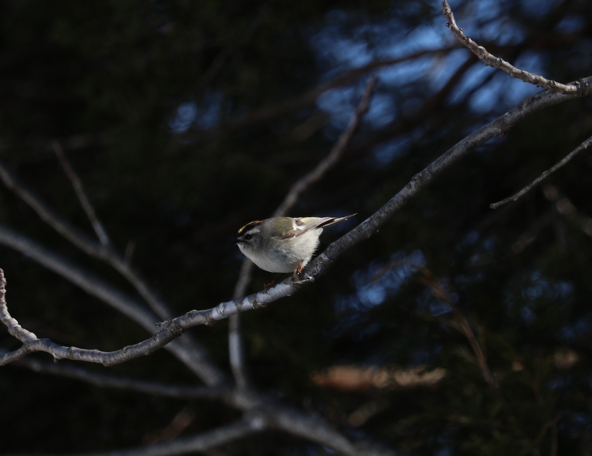 Golden-crowned Kinglet - Chrissy Shammas