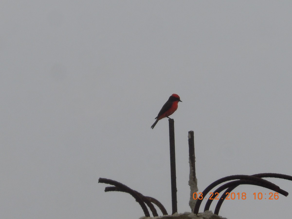 Vermilion Flycatcher - ML91617941