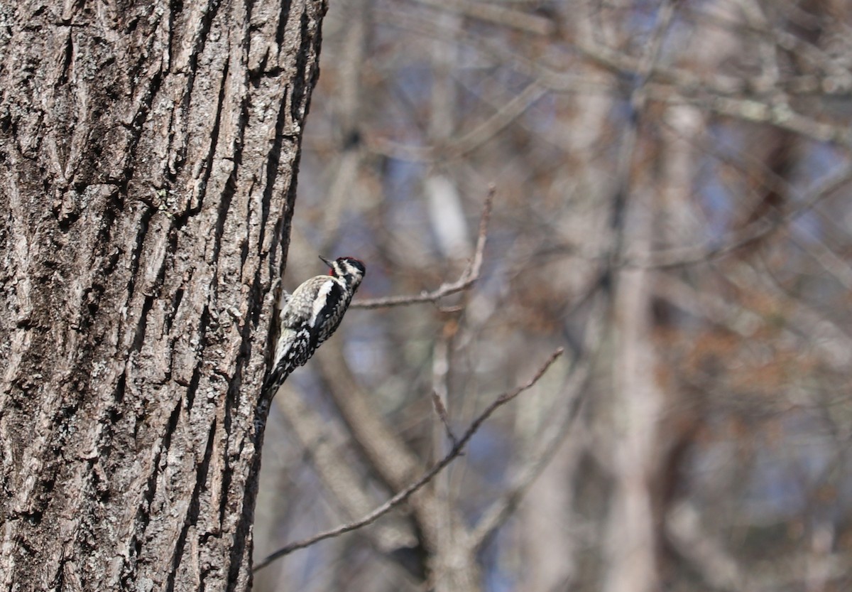 Yellow-bellied Sapsucker - ML91618021