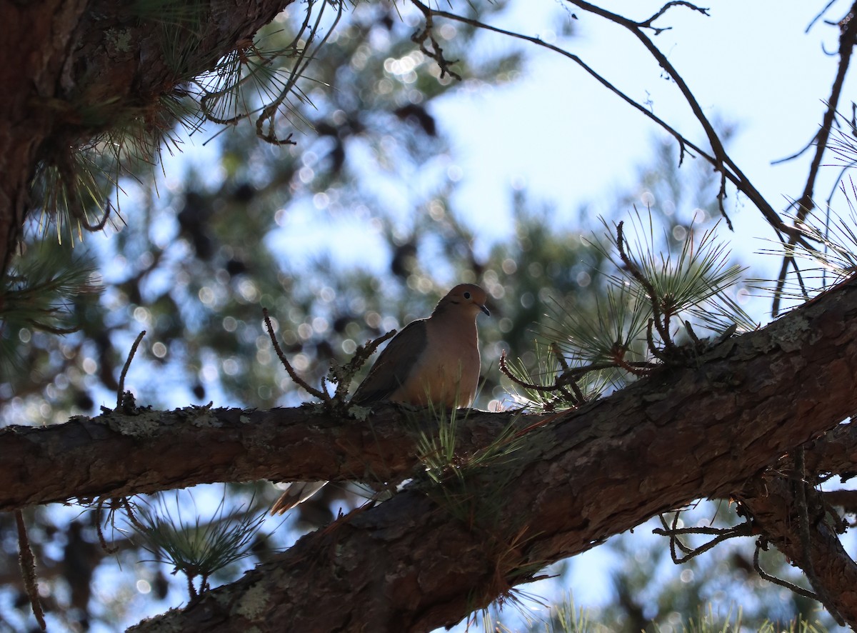 Mourning Dove - ML91618511