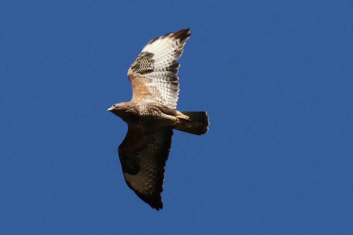 Common Buzzard - ML91622501