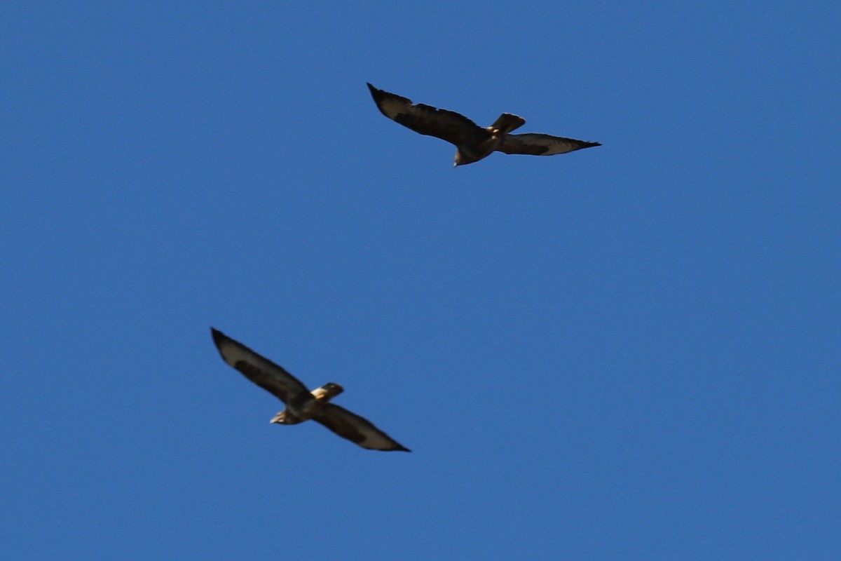 Common Buzzard - ML91622611