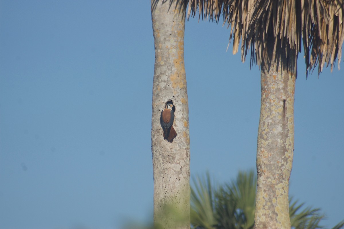 American Kestrel (Cuban) - Liam Ragan