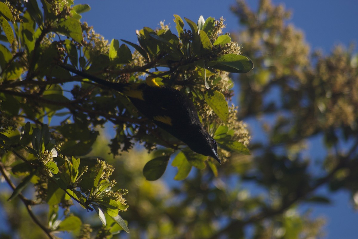 Cuban Oriole - ML91622761