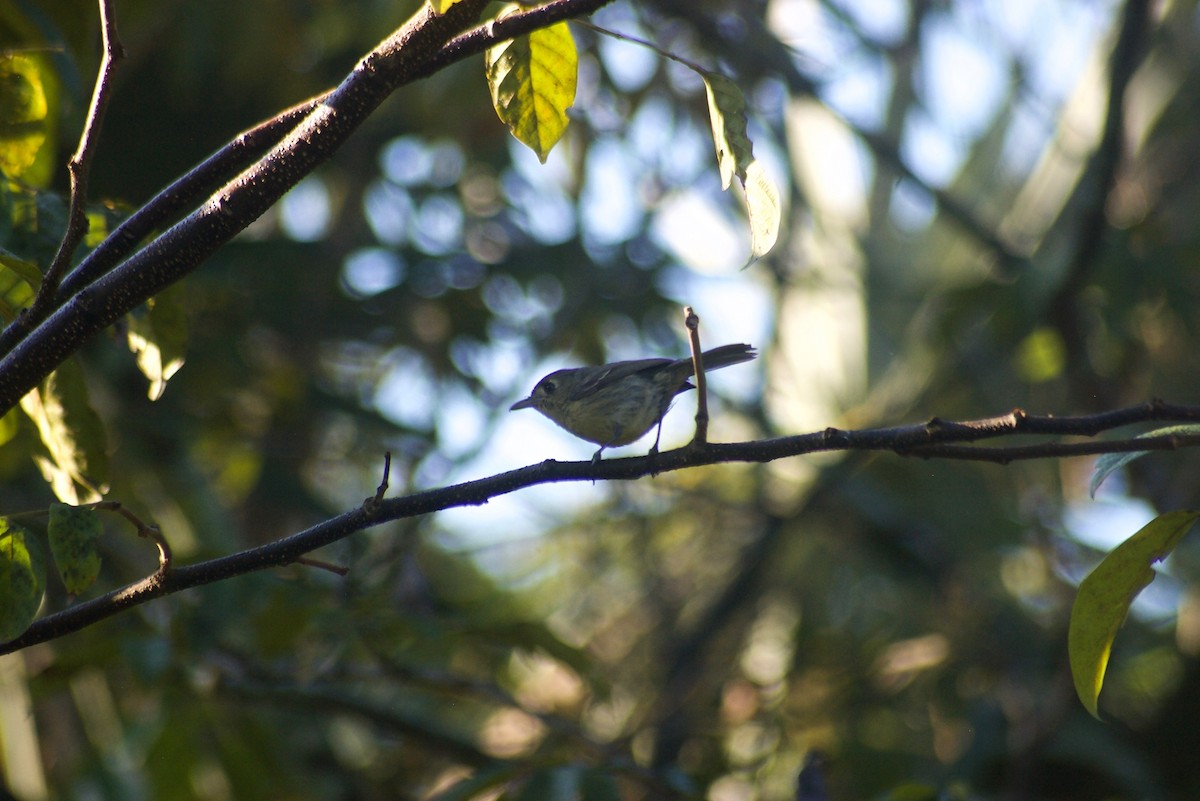 Cuban Vireo - ML91622991