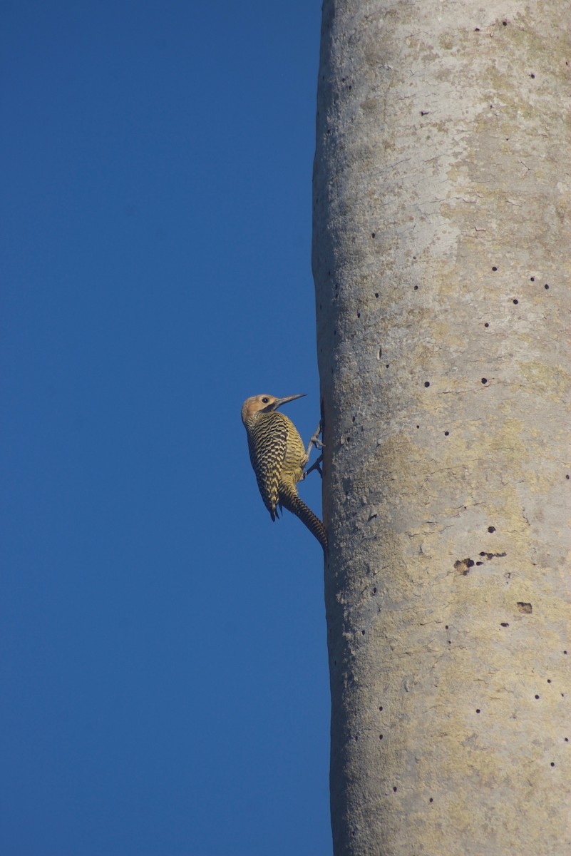 Fernandina's Flicker - Liam Ragan