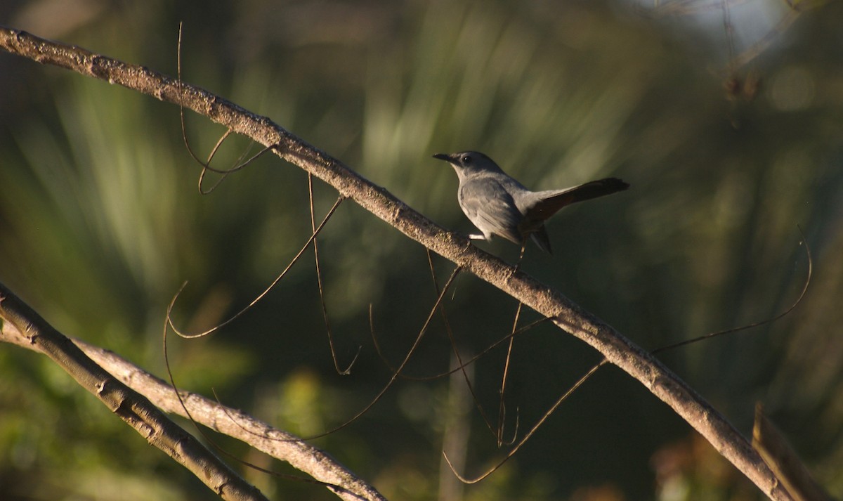 Gray Catbird - ML91623111