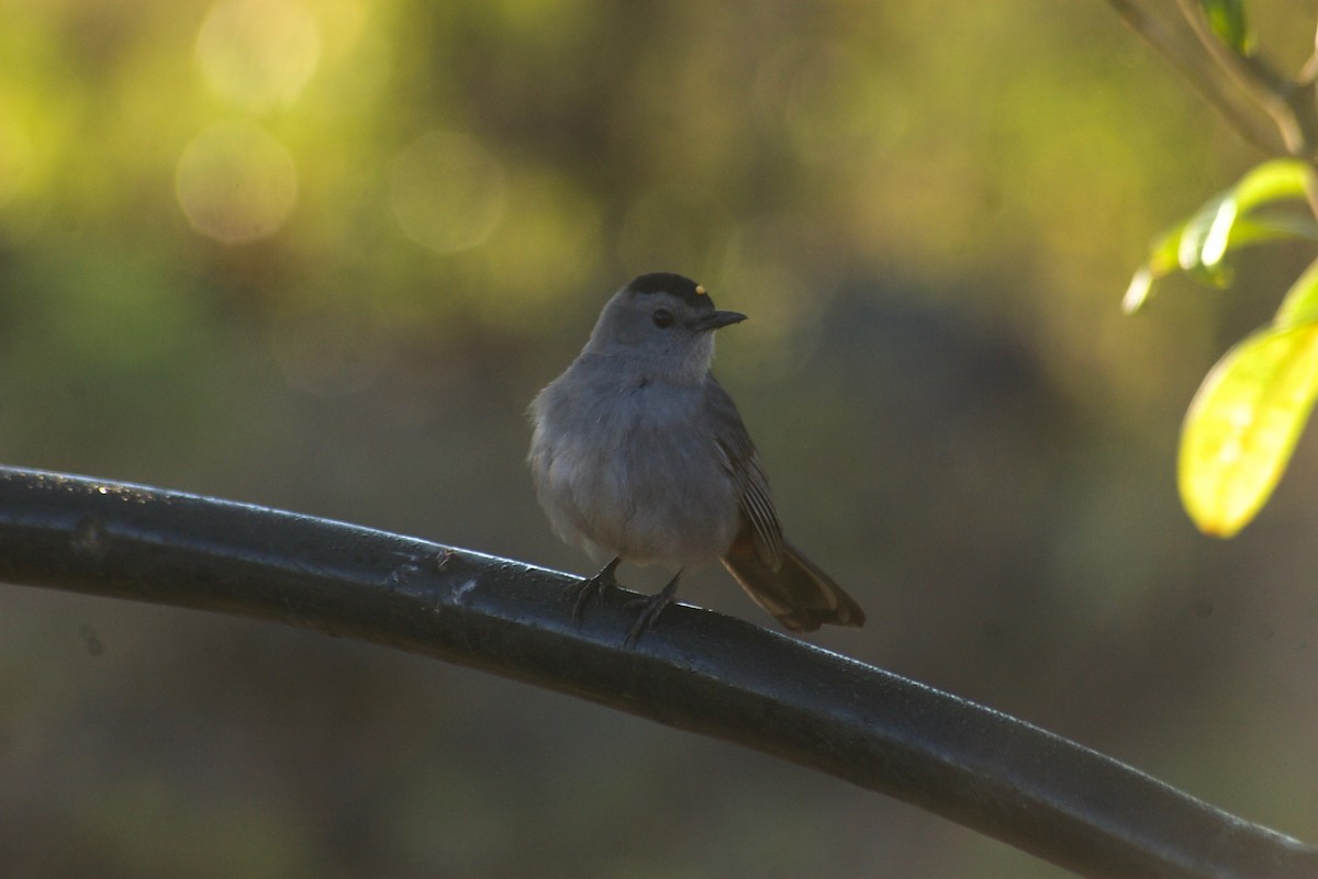 Gray Catbird - ML91623121