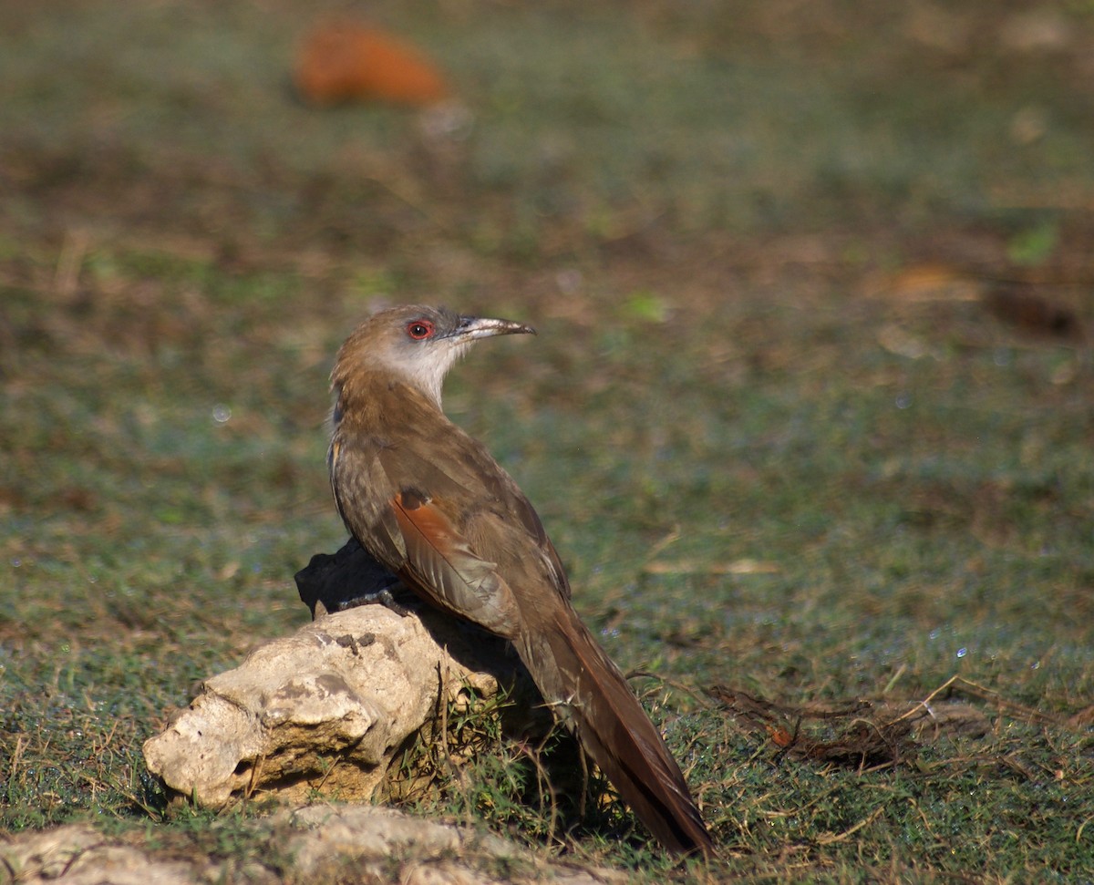 Great Lizard-Cuckoo - Liam Ragan