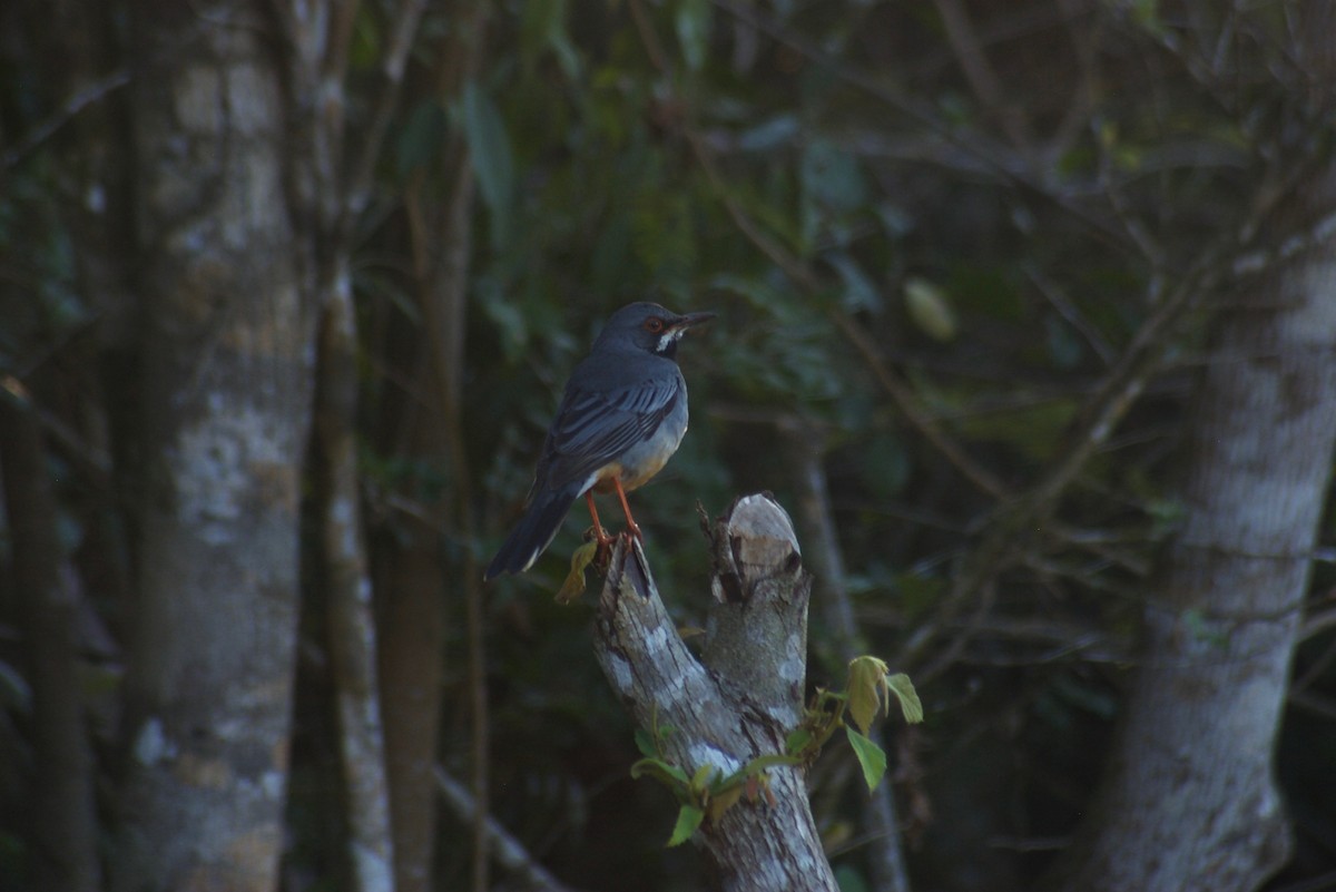 Red-legged Thrush - ML91623281