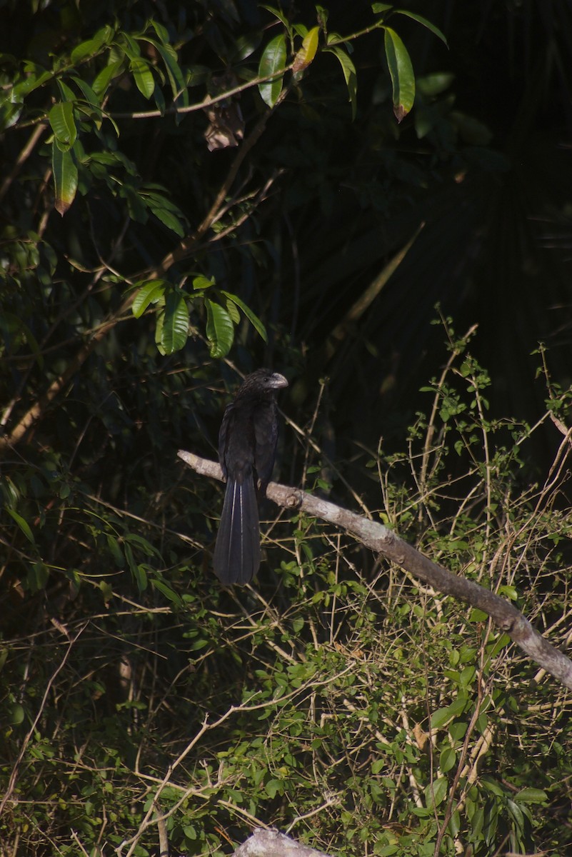 Smooth-billed Ani - ML91623321