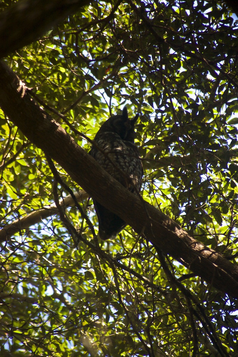 Hibou maître-bois - ML91623371