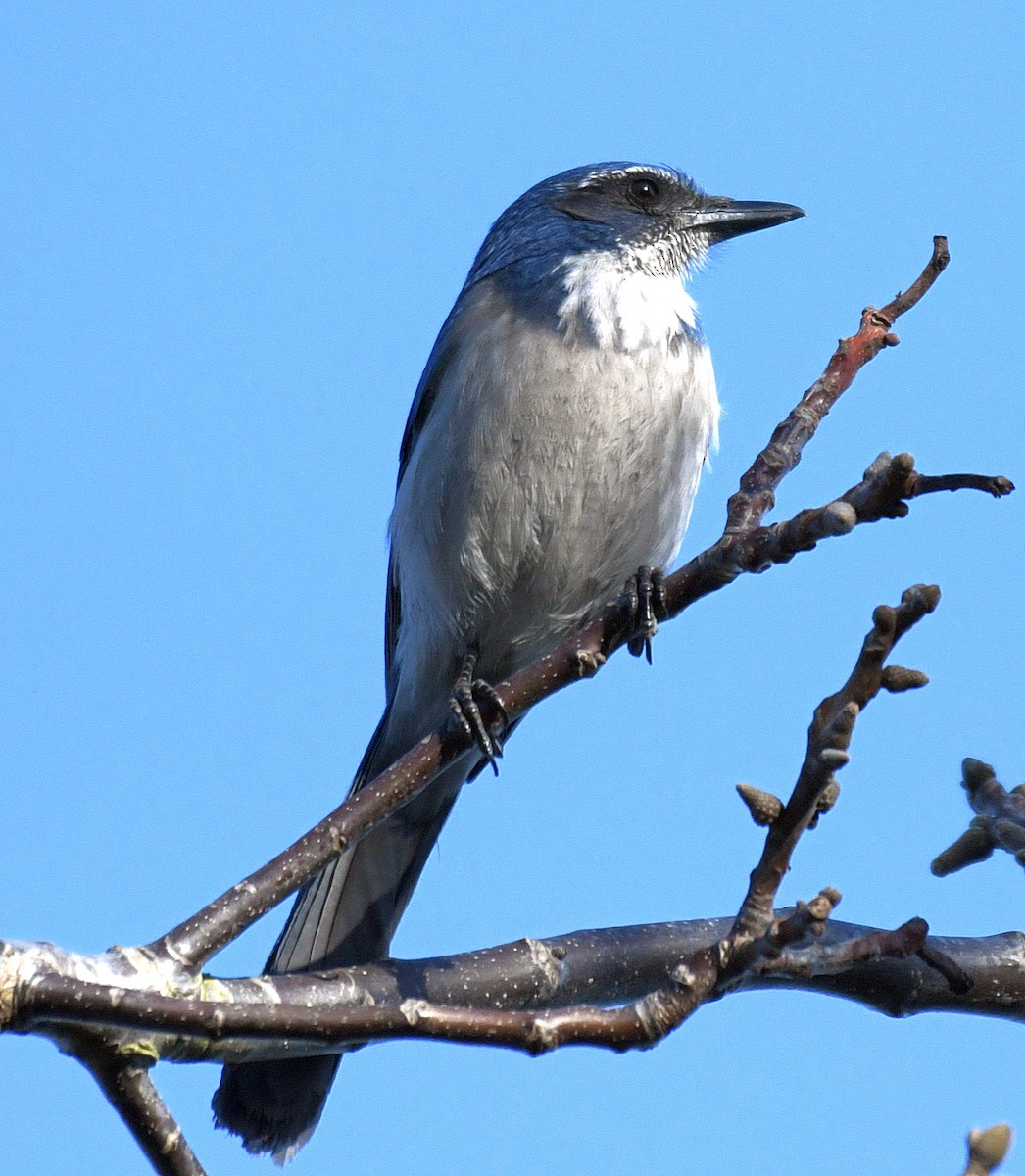 California Scrub-Jay - ML91625071