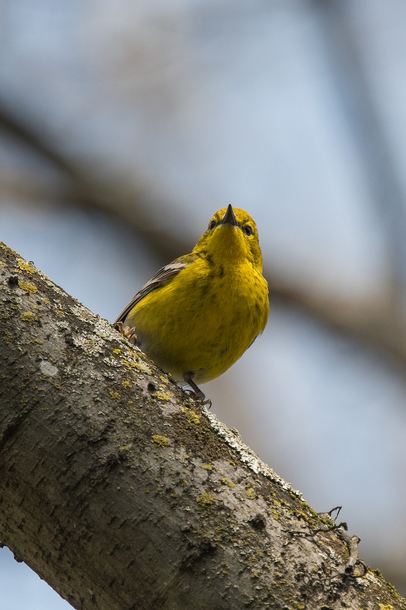 Pine Warbler - ML91626011