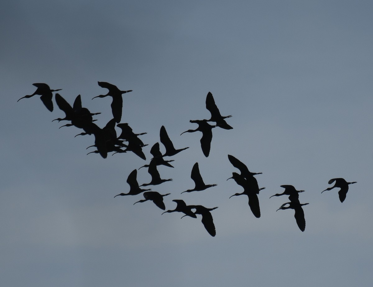 White-faced Ibis - ML91626391