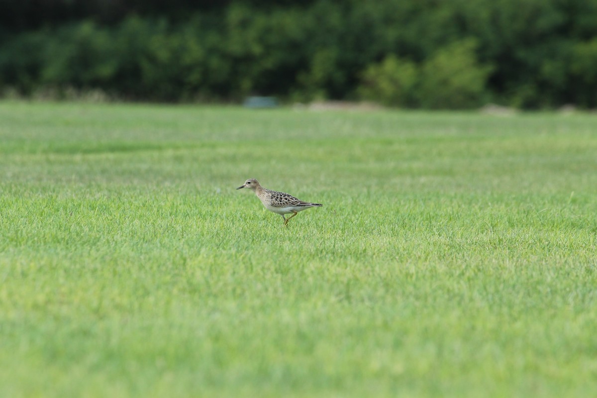 Buff-breasted Sandpiper - ML91627721