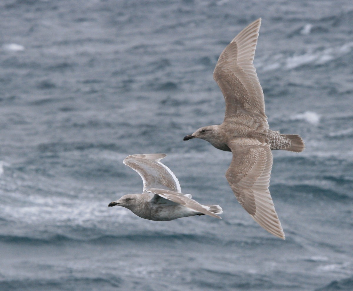 Glaucous-winged Gull - Isaac Helmericks