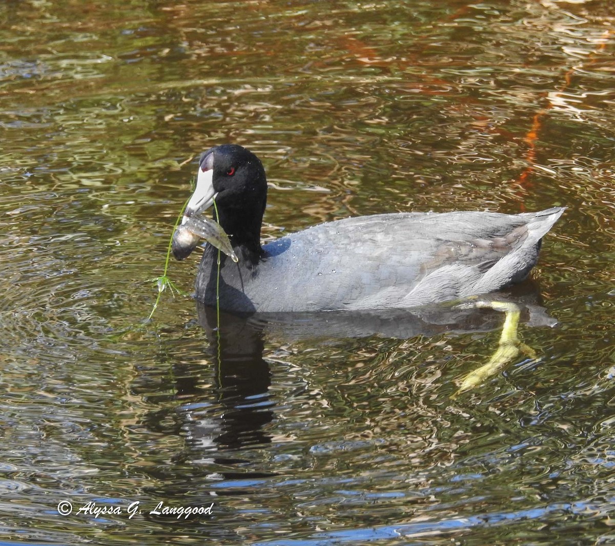 American Coot - ML91630391