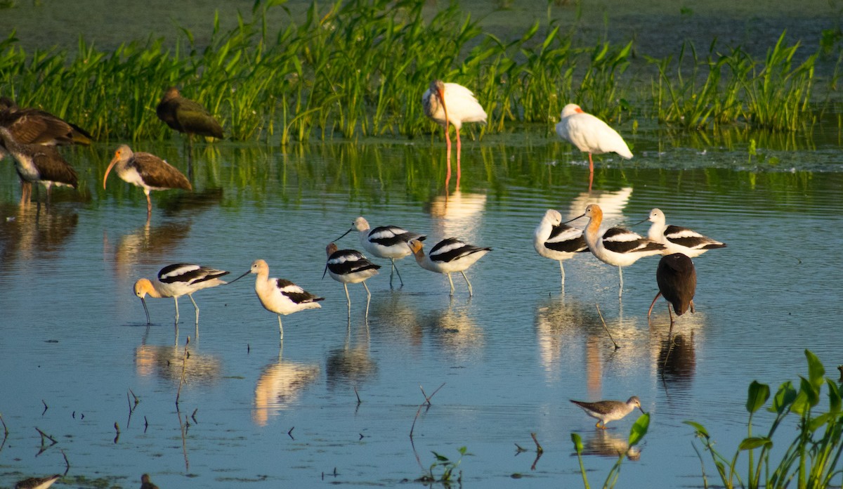 American Avocet - ML91630961